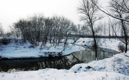 森林公园冬景图片