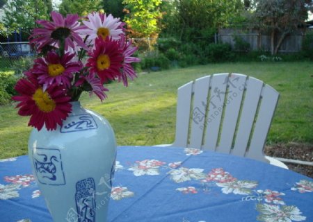花园插画花瓶鲜花椅子桌子树草坪无人图片