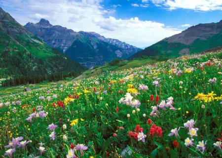 山上鲜花风景图片