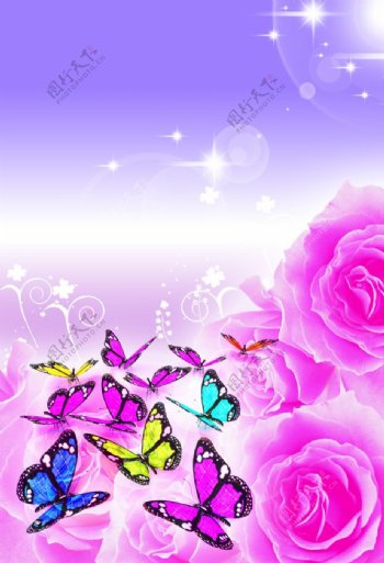 玫瑰蝴蝶背景设计图片