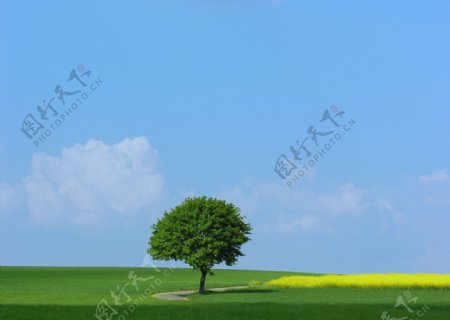草原中的一棵树图片
