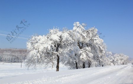 雪后的树与路图片