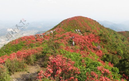 映山红杜鹃图片