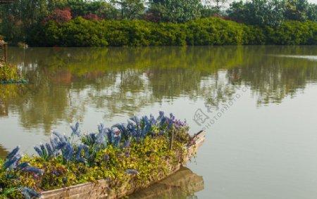 南沙湿地公园图片