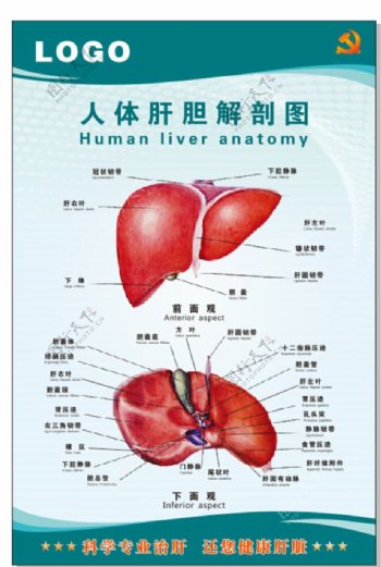 肝病展板设计图片