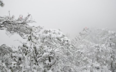 森林雪景图片