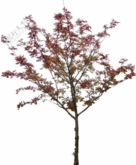秋季树木带通道TIFF图图片