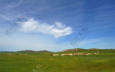 草原牛羊蓝天图片
