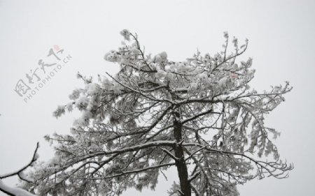 雪景雪松图片