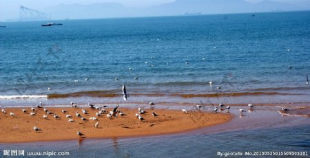 金沙滩海鸥图片