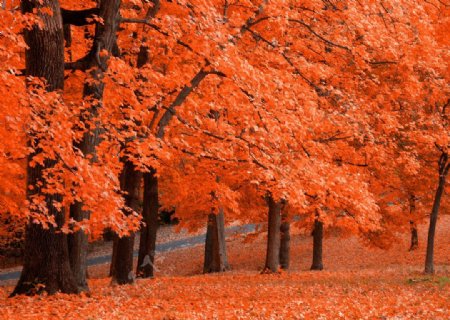 秋天红色枫叶林图片