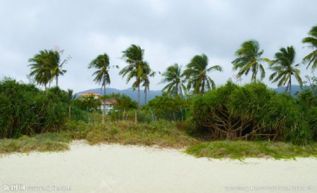 椰海沙滩图片