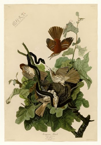 动物工笔画图片蛇鸟大战国画素