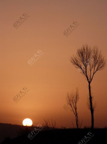 落日枯树图片