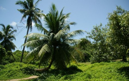 海南南湾猴岛图片