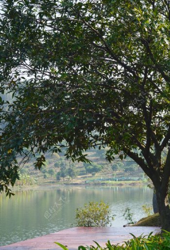 湖边的一棵树图片