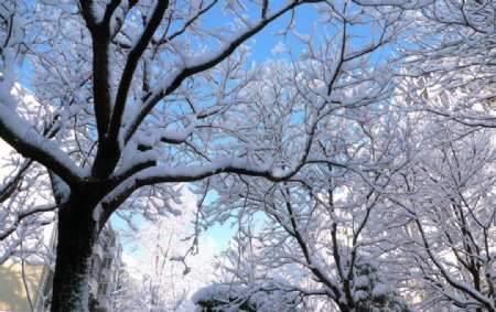 白雪图片