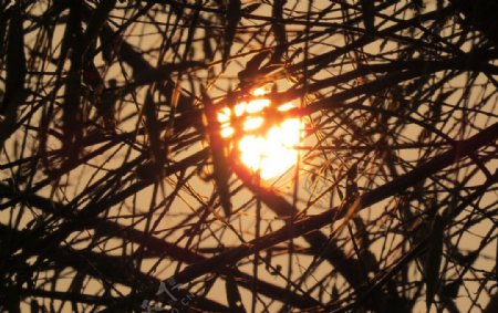黄昏斜阳树影图片