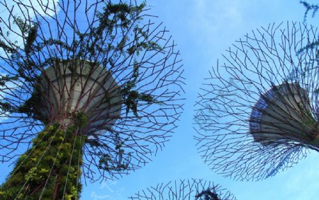 新加坡滨海南花园图片
