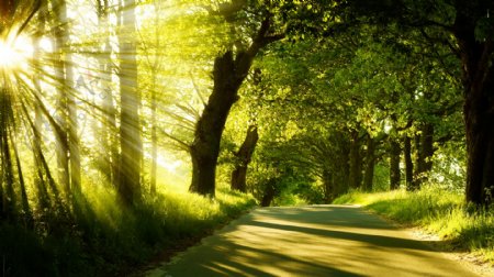 阳光绿色树林图片