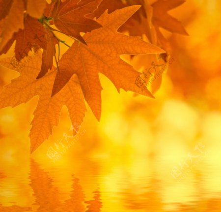 秋天的树叶高清图图片