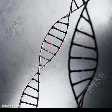 DNA基因模型图片