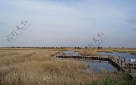 湿地图片