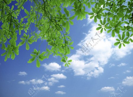 绿树叶蓝天图片