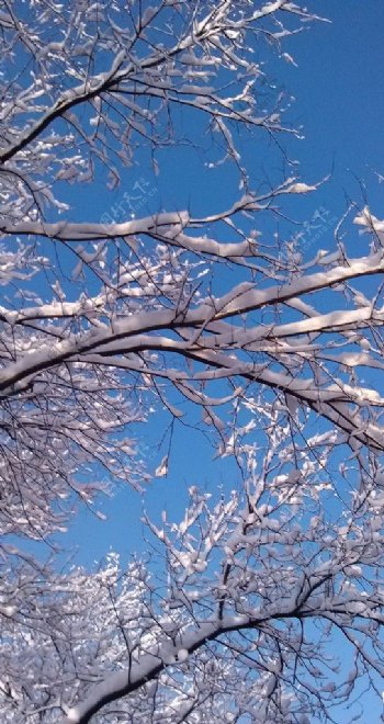 雪后初霁图片