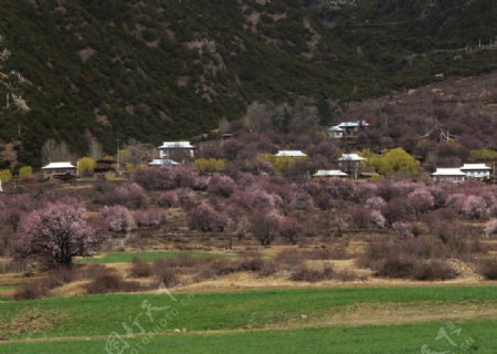 桃花村图片