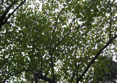香山大树树叶图片