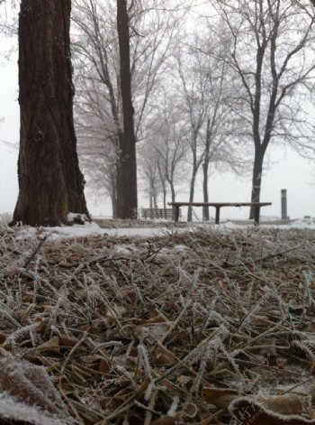 雪天雾凇雪地图片