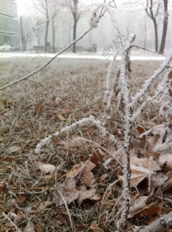 雪天雾凇图片