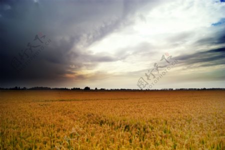 云彩稻田图片