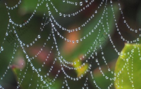 雨后蜘蛛网图片
