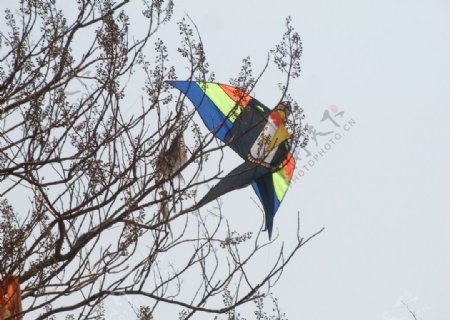树上风筝图片
