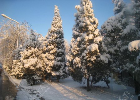 大雪图片