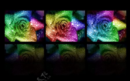 彩色玫瑰三联画图片