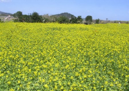 油菜花开图片