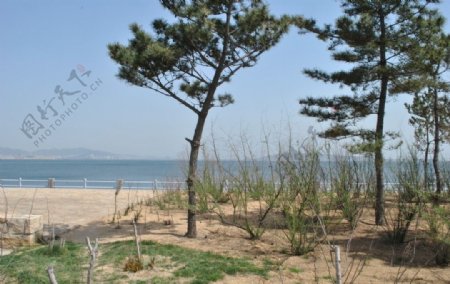 海边的树图片