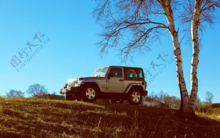 jeep白杨树下图片