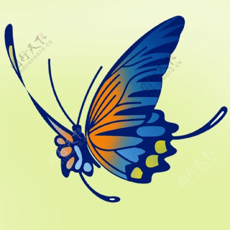 蝴蝶素材图图片