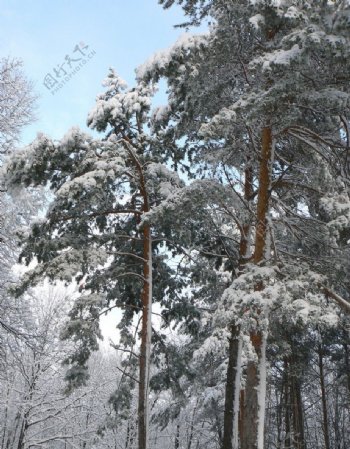 冬季森林风光图片