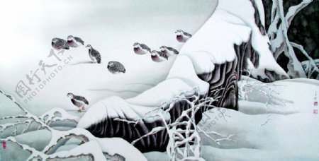 雪地鹌鹑图片