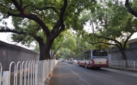 林荫小道图片