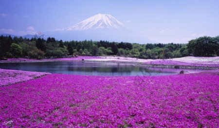 紫色花田富士山图片