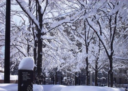 积雪的树图片