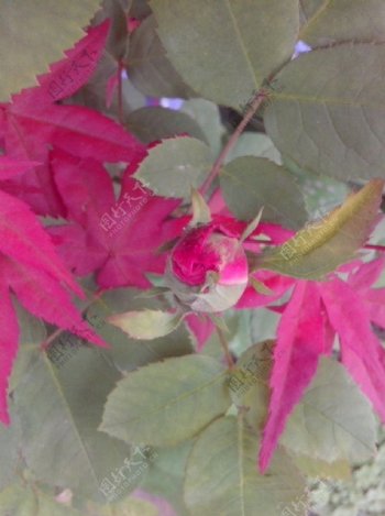 红色的枫叶和绿色的树图片