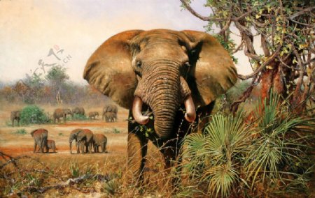 油画画稿动物大象图片
