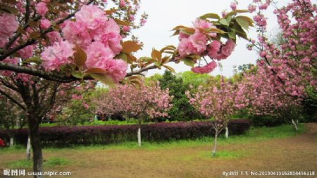 樱花园樱花图片